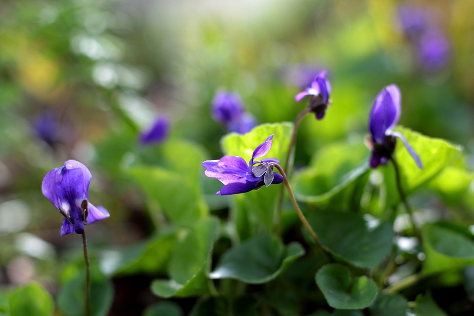 vroeg bloeiende inheemse viooltjes paars